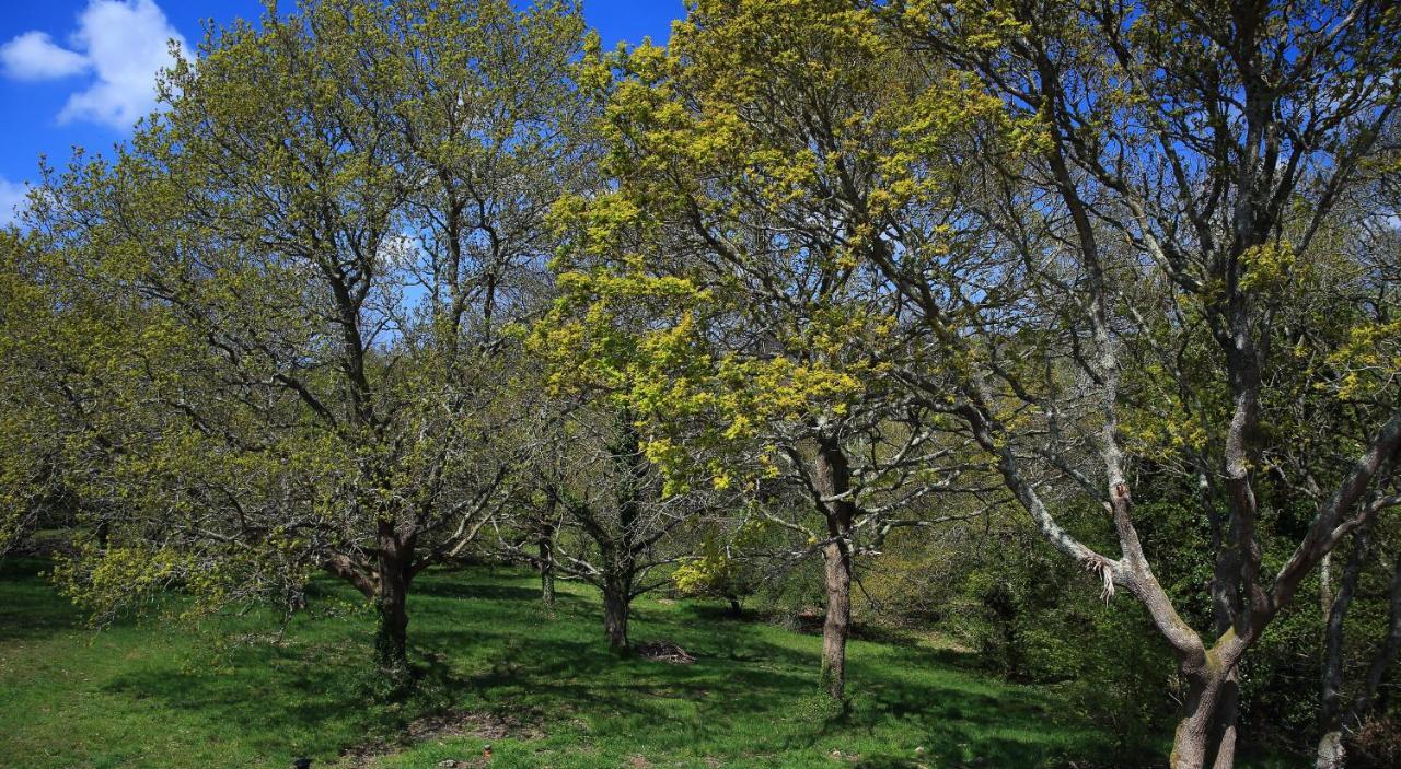 Aux Arbres Chanteurs Ploulech Exteriör bild