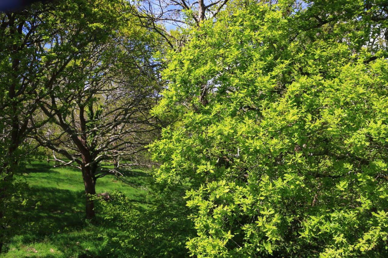 Aux Arbres Chanteurs Ploulech Exteriör bild